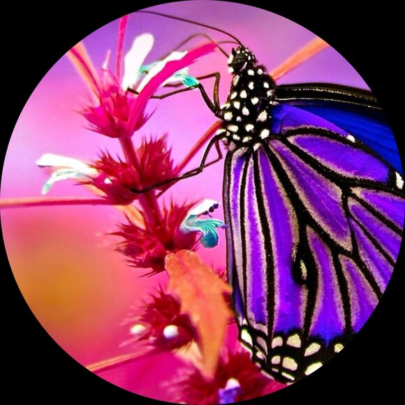 exotic_beauty_a